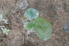Cola gigantea