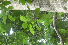 Cola gigantea