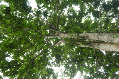 Cola gigantea