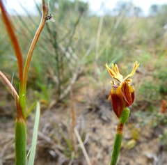 Moraea inconspicua