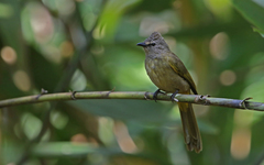 Pycnonotus flavescens