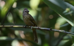 Pycnonotus flavescens