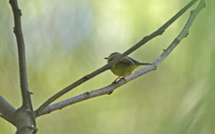 Phylloscopus omeiensis