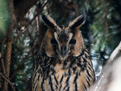 Asio otus
