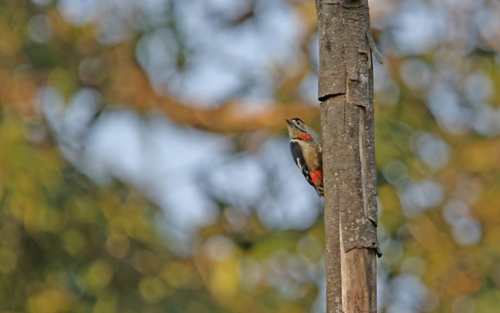 Necklaced Woodpecker (Dryobates pernyii), photo 5