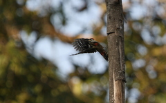 Dryobates cathpharius