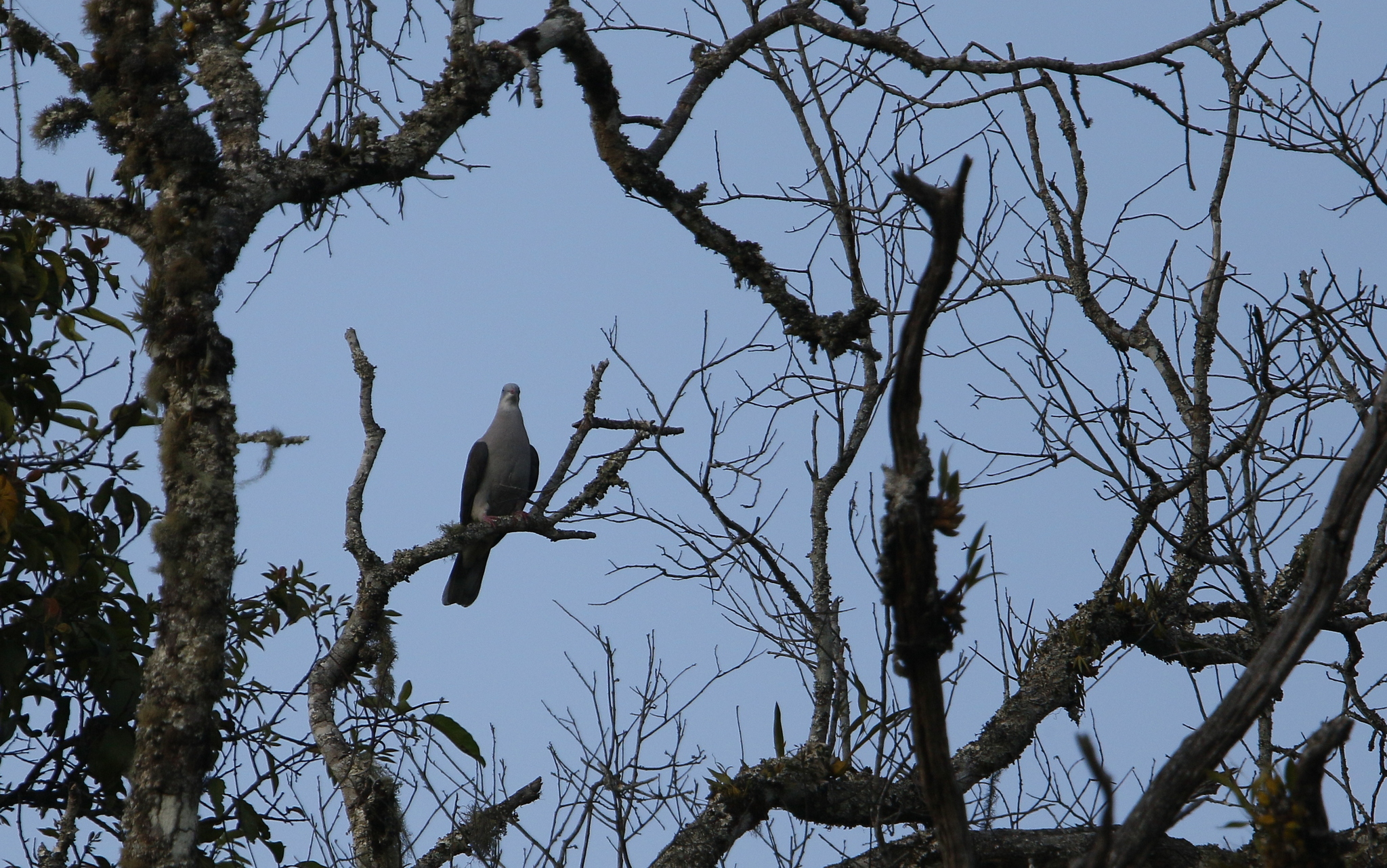 Mountain Imperial-Pigeon (Ducula badia)