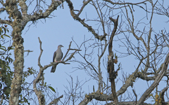 Ducula badia