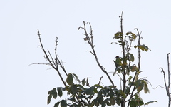 Psilopogon franklinii