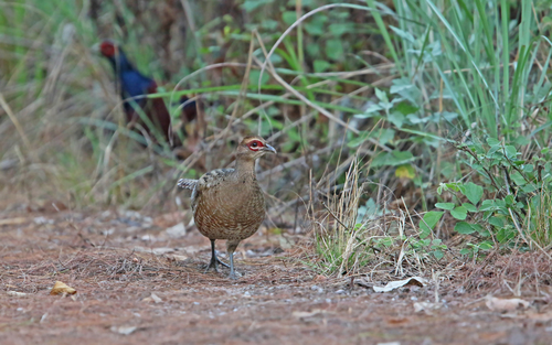mrs. hume's pheasant (Syrmaticus humiae)