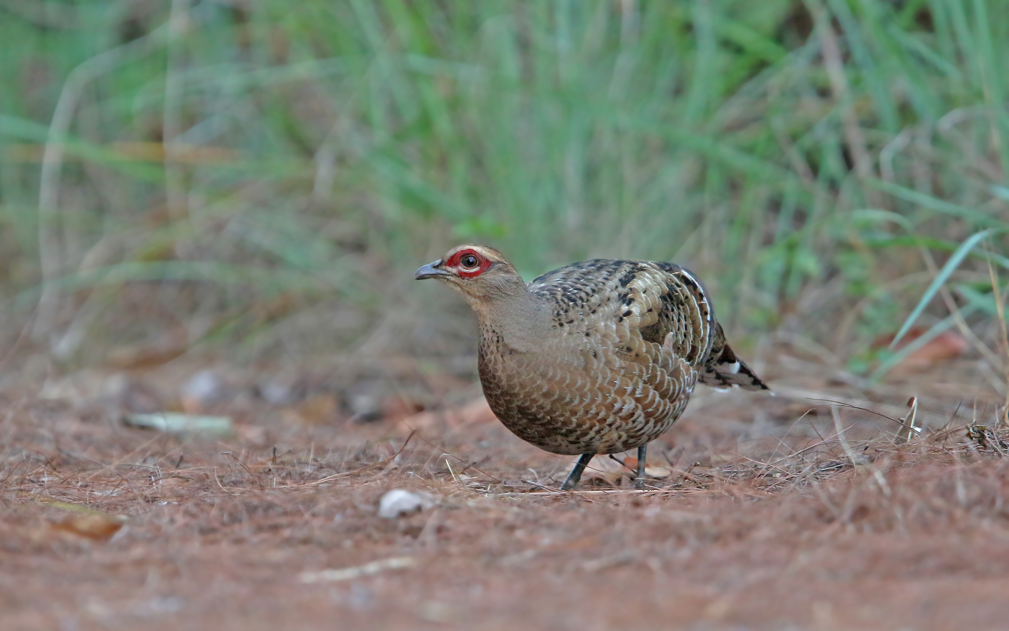 Mrs. Hume's Pheasant