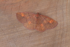 Image of Petelia pallidula