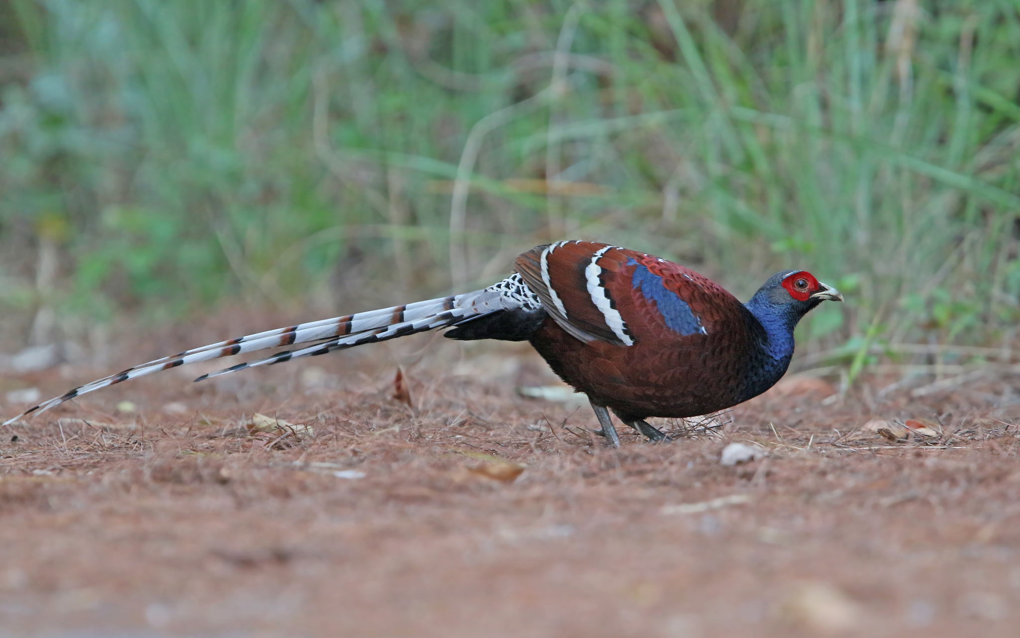 Mrs. Hume's Pheasant