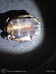 Black Marsh Turtle photo 4