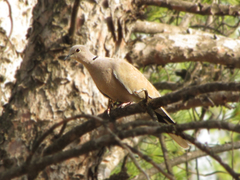 Streptopelia decaocto