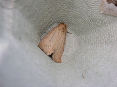 Photedes minima