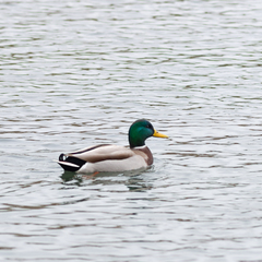 Anas platyrhynchos