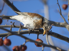 Turdus pilaris