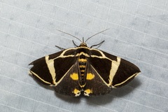 Fodina ostorius