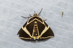 Fodina ostorius