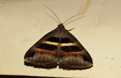 Grammodes congenita