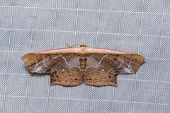 Tessarotis rubrata