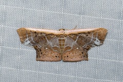 Tessarotis rubrata