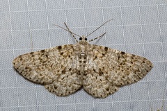 Thallogama corticola