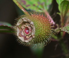 Melastoma sanguineum