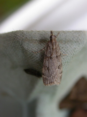 Scoparia subfusca