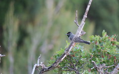 Curruca ruppeli