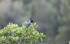Curruca ruppeli