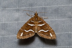 Chaetolopha niphosticha