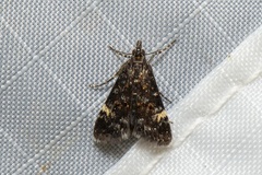 Heliothela ophideresana
