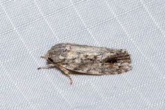 Agriophara confertella