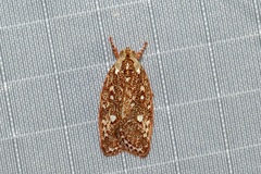 Euchaetis metallota