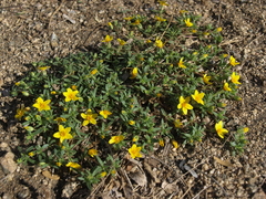 Pectis multiseta ambigua