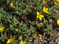 Pectis multiseta ambigua