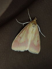 Ostrinia palustralis