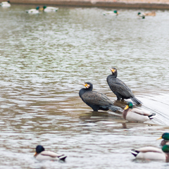 Phalacrocorax carbo