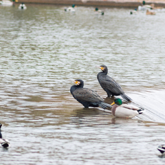 Phalacrocorax carbo