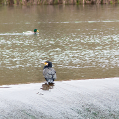 Phalacrocorax carbo