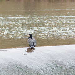 Phalacrocorax carbo
