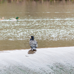 Phalacrocorax carbo