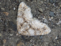 Esakiopteryx volitans