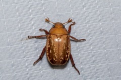 Anoplognathus concolor