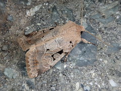 Orthosia gothica