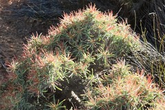 Euphorbia loricata
