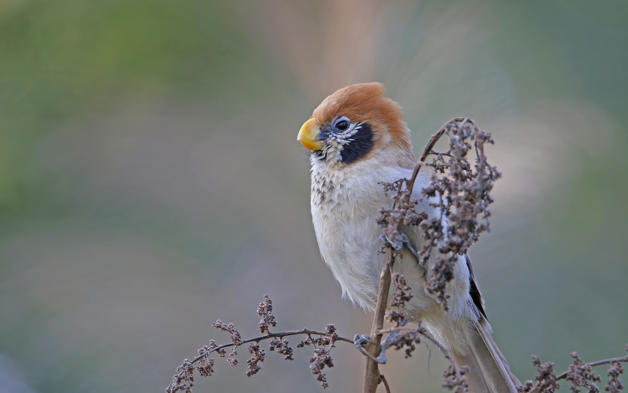 Spot-breasted Parrotbill illustration