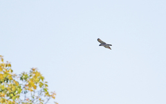 Nisaetus nipalensis